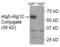 Autophagy protein 5 antibody, TA301481, Origene, Western Blot image 