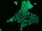 Zinc Finger Protein 772 antibody, 205031-T02, Sino Biological, Immunohistochemistry paraffin image 