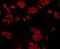 Glutathione Peroxidase 1 antibody, NBP2-66873, Novus Biologicals, Immunofluorescence image 