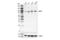 Zinc finger FYVE domain-containing protein 1 antibody, 38419S, Cell Signaling Technology, Western Blot image 