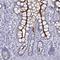 mBD-1 antibody, NBP1-86115, Novus Biologicals, Immunohistochemistry frozen image 