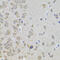Cellular Communication Network Factor 5 antibody, 14-494, ProSci, Immunohistochemistry frozen image 
