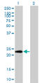 PTTG1 Interacting Protein antibody, LS-C196790, Lifespan Biosciences, Western Blot image 