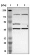 Mirror-image polydactyly gene 1 protein antibody, PA5-51765, Invitrogen Antibodies, Western Blot image 