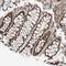 Zinc finger CCCH domain-containing protein 15 antibody, HPA031100, Atlas Antibodies, Immunohistochemistry frozen image 