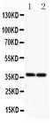 FAS antibody, LS-C344041, Lifespan Biosciences, Western Blot image 