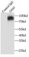 Rho GTPase Activating Protein 26 antibody, FNab03627, FineTest, Immunoprecipitation image 