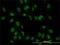 TATA-Box Binding Protein Associated Factor 11 antibody, H00006882-M01, Novus Biologicals, Immunofluorescence image 