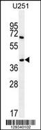 Proline Rich 16 antibody, 55-879, ProSci, Western Blot image 