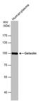 Gelsolin antibody, PA5-27350, Invitrogen Antibodies, Western Blot image 