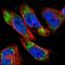 Dynein Light Chain LC8-Type 1 antibody, HPA017753, Atlas Antibodies, Immunocytochemistry image 