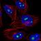 NOC3 Like DNA Replication Regulator antibody, NBP2-55900, Novus Biologicals, Immunocytochemistry image 
