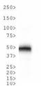 Cathepsin E antibody, NB400-152, Novus Biologicals, Western Blot image 
