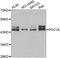 POC1 Centriolar Protein A antibody, orb247996, Biorbyt, Western Blot image 