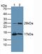 Tubulin Polymerization Promoting Protein antibody, MBS2013350, MyBioSource, Western Blot image 