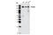 Drosha Ribonuclease III antibody, 3364S, Cell Signaling Technology, Western Blot image 
