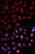 ETS Variant 4 antibody, A5797, ABclonal Technology, Immunofluorescence image 