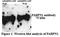 Pabp2 antibody, TA345892, Origene, Western Blot image 
