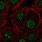 F-Box Protein 36 antibody, NBP2-56087, Novus Biologicals, Immunofluorescence image 
