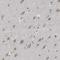 Nucleoporin 93 antibody, HPA017937, Atlas Antibodies, Immunohistochemistry frozen image 