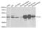 Glutamate-Ammonia Ligase antibody, LS-C334061, Lifespan Biosciences, Western Blot image 