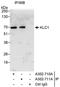 Kinesin Light Chain 1 antibody, A302-710A, Bethyl Labs, Immunoprecipitation image 