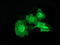 DNA excision repair protein ERCC-1 antibody, LS-C115643, Lifespan Biosciences, Immunofluorescence image 