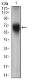 CD15 antibody, NBP2-37339, Novus Biologicals, Western Blot image 
