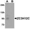 Probable ribonuclease ZC3H12C antibody, orb75393, Biorbyt, Western Blot image 
