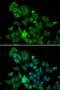 Keratin 2 antibody, orb324963, Biorbyt, Immunofluorescence image 