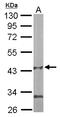 Pantothenate kinase 1 antibody, LS-C185749, Lifespan Biosciences, Western Blot image 