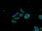 NEDD4 Like E3 Ubiquitin Protein Ligase antibody, 13690-1-AP, Proteintech Group, Immunofluorescence image 