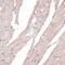 Palmitoyl-Protein Thioesterase 2 antibody, LS-C747403, Lifespan Biosciences, Immunohistochemistry paraffin image 