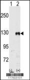 EPH Receptor B1 antibody, 63-055, ProSci, Western Blot image 