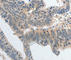 Pyrimidinergic Receptor P2Y6 antibody, A2485, ABclonal Technology, Immunohistochemistry paraffin image 
