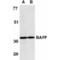 B lymphocyte stimulator antibody, AHP587, Bio-Rad (formerly AbD Serotec) , Western Blot image 