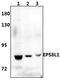EPS8 Like 1 antibody, PA5-75978, Invitrogen Antibodies, Western Blot image 