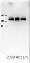 ATPase Plasma Membrane Ca2+ Transporting 4 antibody, ab2783, Abcam, Western Blot image 