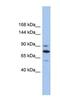 Kinesin Family Member 23 antibody, NBP1-58126, Novus Biologicals, Western Blot image 