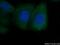SHE antibody, 22902-1-AP, Proteintech Group, Immunofluorescence image 