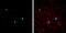 Neurogenin 1 antibody, GTX134080, GeneTex, Immunofluorescence image 