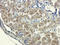 Sclerostin antibody, orb100911, Biorbyt, Immunohistochemistry paraffin image 