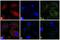 Rabbit IgG antibody, A16115, Invitrogen Antibodies, Immunofluorescence image 