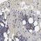 LRG antibody, HPA000841, Atlas Antibodies, Immunohistochemistry frozen image 