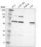 Phosphatidylinositol 4-Kinase Beta antibody, NBP1-80907, Novus Biologicals, Western Blot image 