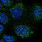 Dihydroorotate Dehydrogenase (Quinone) antibody, HPA010123, Atlas Antibodies, Immunofluorescence image 
