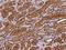 Cell Division Cycle Associated 8 antibody, 200856-T08, Sino Biological, Immunohistochemistry frozen image 