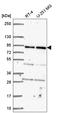 Elongation factor G, mitochondrial antibody, HPA061405, Atlas Antibodies, Western Blot image 