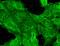 Glutamate Ionotropic Receptor NMDA Type Subunit 2B antibody, NBP1-47611, Novus Biologicals, Immunofluorescence image 
