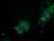 Isovaleryl-CoA dehydrogenase, mitochondrial antibody, GTX84285, GeneTex, Immunofluorescence image 
